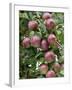 spartan' Apples on Apple Tree Norfolk, UK-Gary Smith-Framed Photographic Print