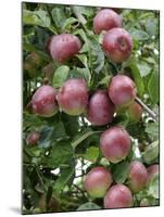 spartan' Apples on Apple Tree Norfolk, UK-Gary Smith-Mounted Photographic Print