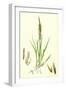 Spartina Stricta Twin-Spiked Cord-Grass-null-Framed Giclee Print