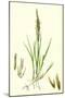 Spartina Stricta Twin-Spiked Cord-Grass-null-Mounted Giclee Print