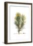 Spartium horridum, Flora Graeca-Ferdinand Bauer-Framed Giclee Print