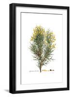 Spartium horridum, Flora Graeca-Ferdinand Bauer-Framed Giclee Print