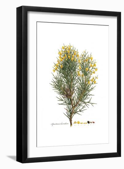 Spartium horridum, Flora Graeca-Ferdinand Bauer-Framed Giclee Print