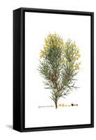 Spartium horridum, Flora Graeca-Ferdinand Bauer-Framed Stretched Canvas