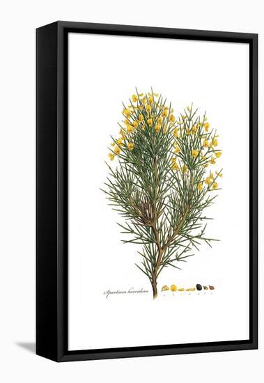 Spartium horridum, Flora Graeca-Ferdinand Bauer-Framed Stretched Canvas