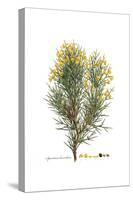 Spartium horridum, Flora Graeca-Ferdinand Bauer-Stretched Canvas