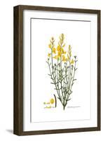 Spartium junceum, Flora Graeca-Ferdinand Bauer-Framed Giclee Print