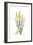 Spartium junceum, Flora Graeca-Ferdinand Bauer-Framed Giclee Print