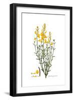 Spartium junceum, Flora Graeca-Ferdinand Bauer-Framed Giclee Print