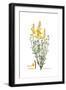 Spartium junceum, Flora Graeca-Ferdinand Bauer-Framed Giclee Print