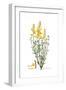 Spartium junceum, Flora Graeca-Ferdinand Bauer-Framed Giclee Print