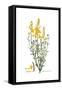 Spartium junceum, Flora Graeca-Ferdinand Bauer-Framed Stretched Canvas