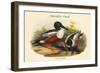 Spatula Clypeata - Shoveller Duck-John Gould-Framed Art Print