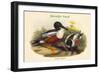 Spatula Clypeata - Shoveller Duck-John Gould-Framed Art Print