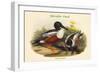 Spatula Clypeata - Shoveller Duck-John Gould-Framed Art Print