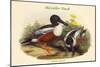 Spatula Clypeata - Shoveller Duck-John Gould-Mounted Art Print