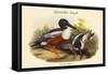 Spatula Clypeata - Shoveller Duck-John Gould-Framed Stretched Canvas