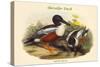 Spatula Clypeata - Shoveller Duck-John Gould-Stretched Canvas