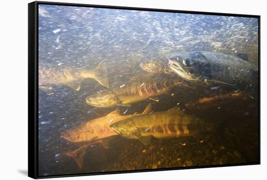 Spawning Chum Salmon in Alaska-null-Framed Stretched Canvas