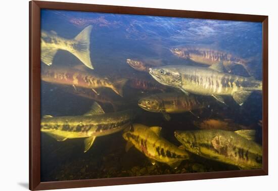 Spawning Chum Salmon in Alaska-null-Framed Photographic Print