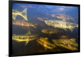 Spawning Chum Salmon in Alaska-null-Framed Photographic Print