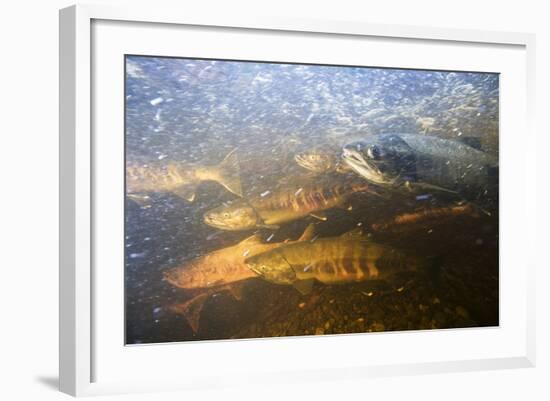 Spawning Chum Salmon in Alaska-null-Framed Photographic Print