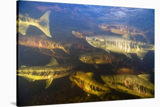 Spawning Chum Salmon in Alaska-null-Stretched Canvas