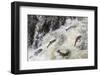 Spawning Coho salmon swimming upstream on the Nehalem River in the Tillamook State Forest, Oregon-Chuck Haney-Framed Photographic Print