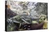 Spawning Pink and Red Salmon along Kuliak Bay, Katmai NP, Alaska, USA-Paul Souders-Stretched Canvas