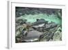 Spawning Pink and Red Salmon along Kuliak Bay, Katmai NP, Alaska, USA-Paul Souders-Framed Photographic Print