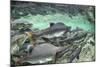 Spawning Pink and Red Salmon along Kuliak Bay, Katmai NP, Alaska, USA-Paul Souders-Mounted Photographic Print