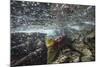 Spawning Red Salmon, Katmai National Park, Alaska-Paul Souders-Mounted Photographic Print