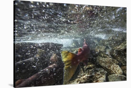 Spawning Red Salmon, Katmai National Park, Alaska-Paul Souders-Stretched Canvas