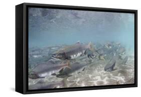 Spawning Salmon at Kinak Bay in Katmai National Park-Paul Souders-Framed Stretched Canvas