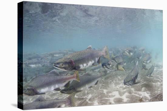 Spawning Salmon at Kinak Bay in Katmai National Park-Paul Souders-Stretched Canvas