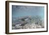 Spawning Salmon at Kinak Bay in Katmai National Park-Paul Souders-Framed Premium Photographic Print