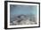 Spawning Salmon at Kinak Bay in Katmai National Park-Paul Souders-Framed Premium Photographic Print