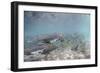 Spawning Salmon at Kinak Bay in Katmai National Park-Paul Souders-Framed Premium Photographic Print