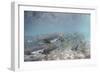 Spawning Salmon at Kinak Bay in Katmai National Park-Paul Souders-Framed Premium Photographic Print