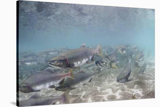 Spawning Salmon at Kinak Bay in Katmai National Park-Paul Souders-Stretched Canvas