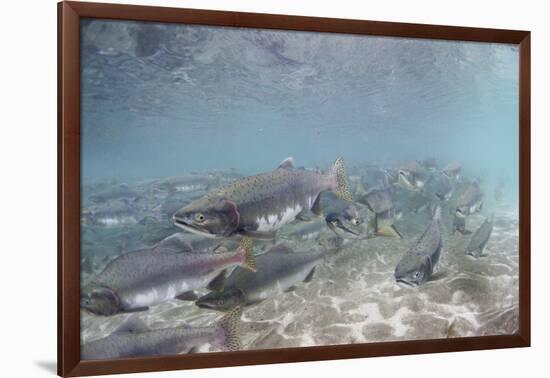 Spawning Salmon at Kinak Bay in Katmai National Park-Paul Souders-Framed Photographic Print