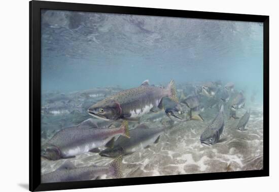 Spawning Salmon at Kinak Bay in Katmai National Park-Paul Souders-Framed Photographic Print