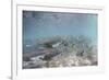 Spawning Salmon at Kinak Bay in Katmai National Park-Paul Souders-Framed Photographic Print