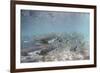 Spawning Salmon at Kinak Bay in Katmai National Park-Paul Souders-Framed Photographic Print