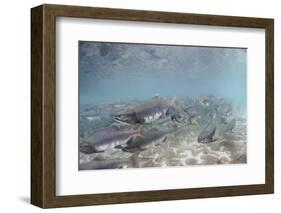 Spawning Salmon at Kinak Bay in Katmai National Park-Paul Souders-Framed Photographic Print