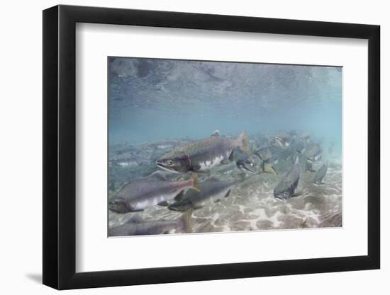 Spawning Salmon at Kinak Bay in Katmai National Park-Paul Souders-Framed Photographic Print