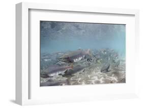 Spawning Salmon at Kinak Bay in Katmai National Park-Paul Souders-Framed Photographic Print