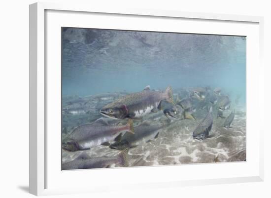 Spawning Salmon at Kinak Bay in Katmai National Park-Paul Souders-Framed Photographic Print