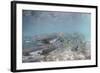 Spawning Salmon at Kinak Bay in Katmai National Park-Paul Souders-Framed Photographic Print