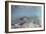 Spawning Salmon at Kinak Bay in Katmai National Park-Paul Souders-Framed Photographic Print